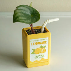 Juice Box-Shaped Flower Pot